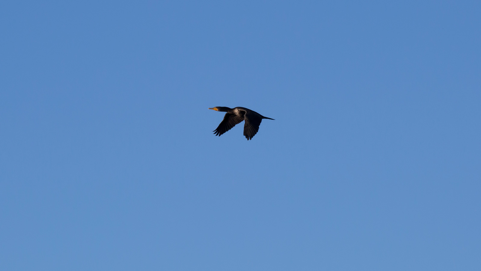 Double-Crested Cormorant