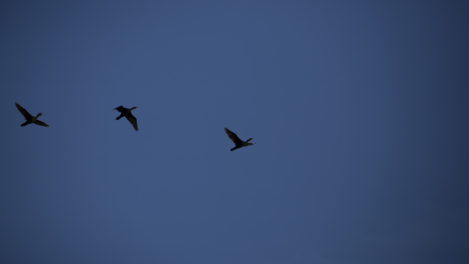 Three double-crested cormorant soaring in blue sky