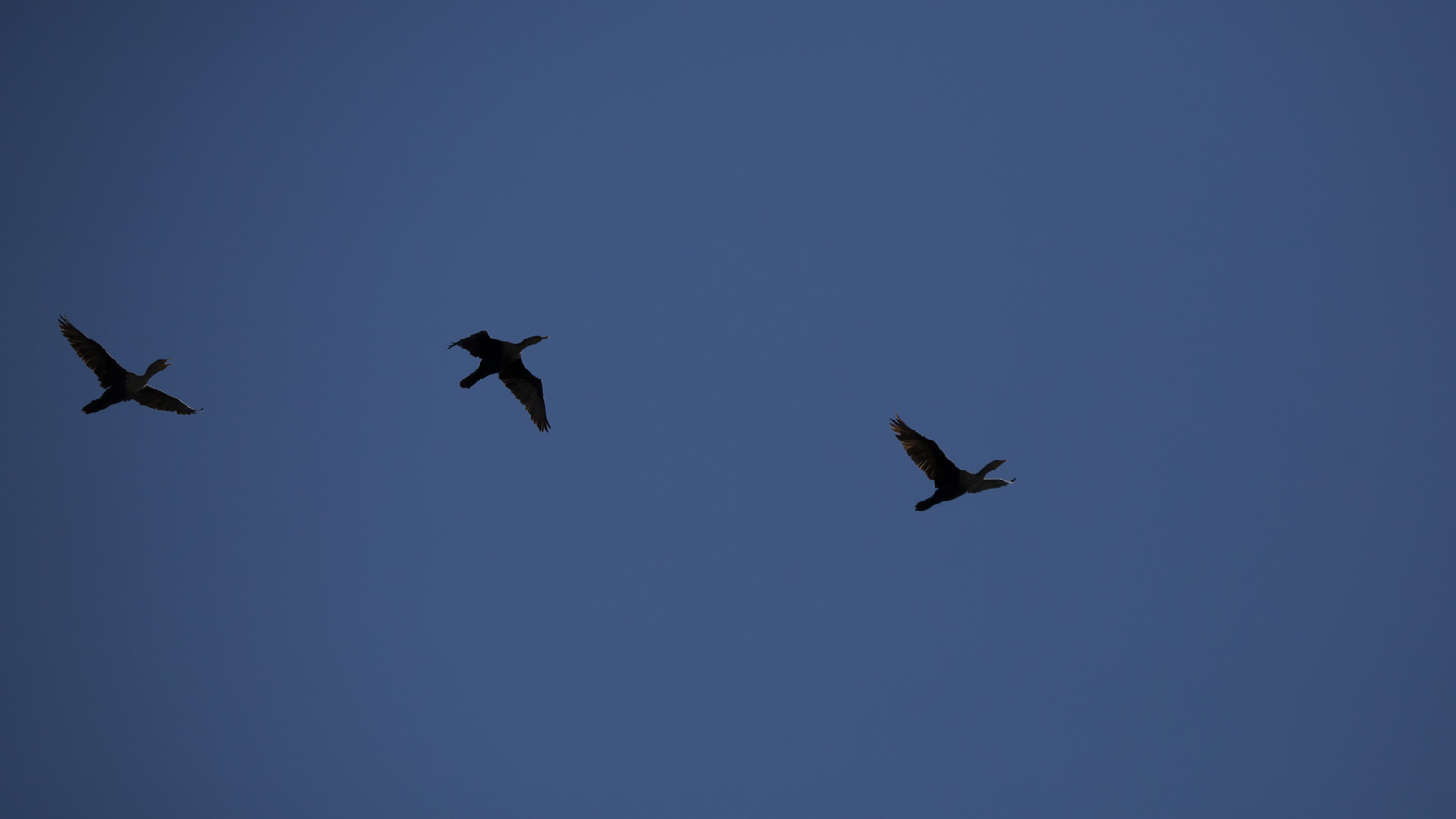 Three double-crested cormorant soaring in blue sky