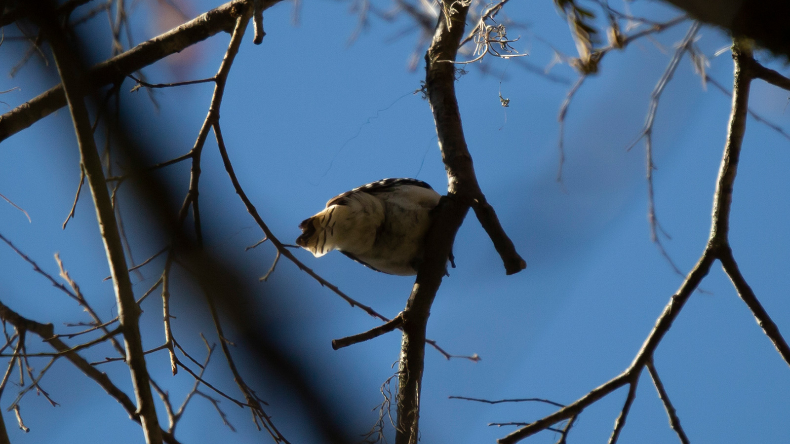Downy Woodpecker