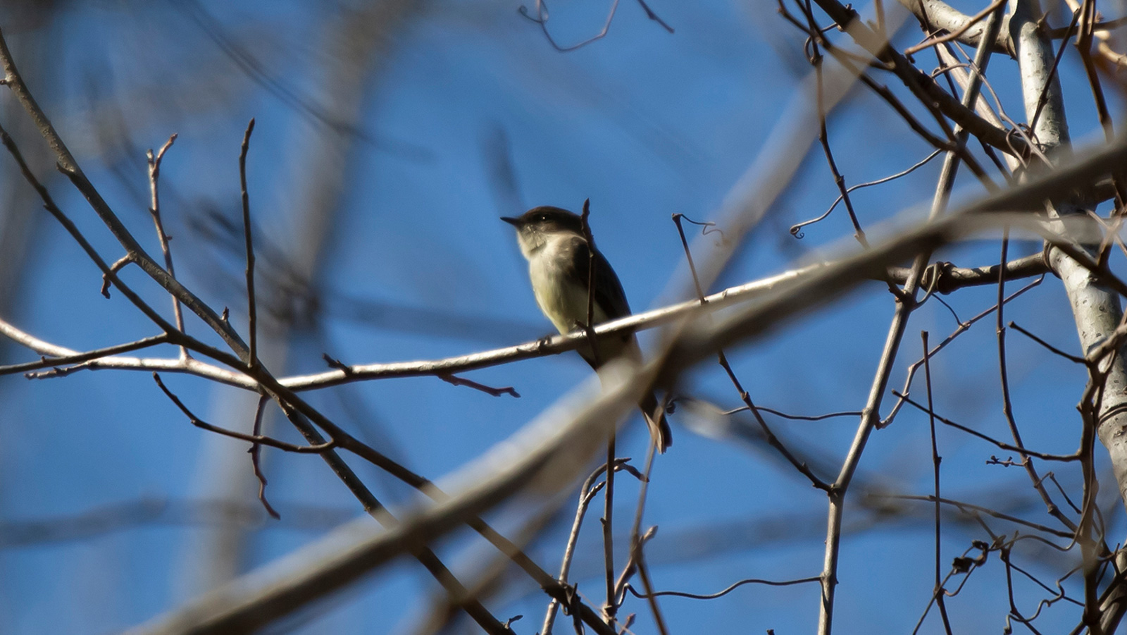 Eastern Phoebe
