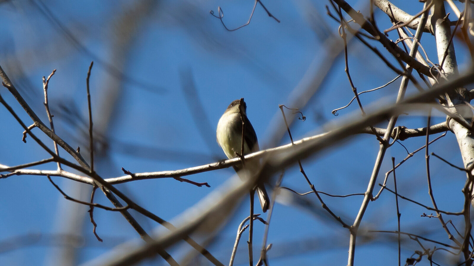 Eastern phoebe looking to the right