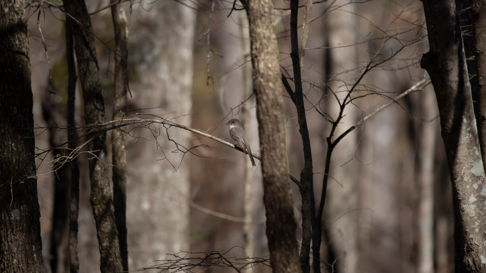 Eastern phoebe perched on a bare limb