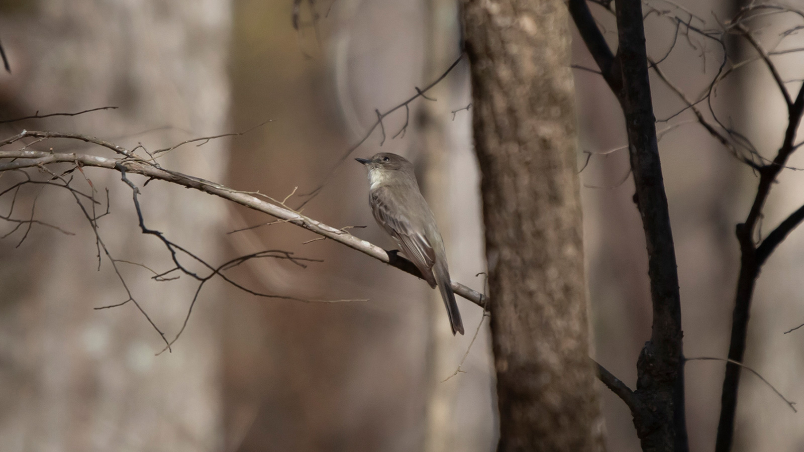Eastern phoebe perched on a bare limb