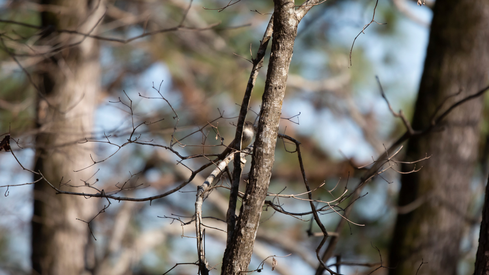 Eastern phoebe perched on a bare limb