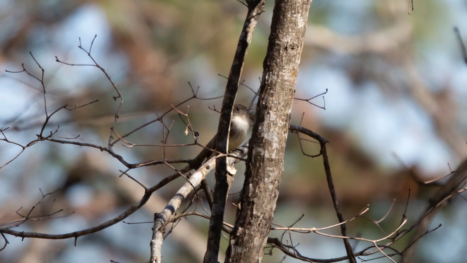 Eastern phoebe perched on a bare limb