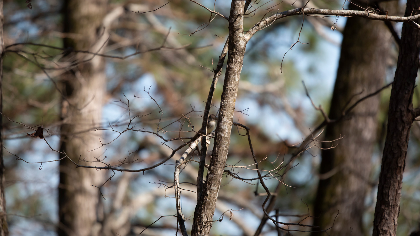 Eastern phoebe perched on a bare limb