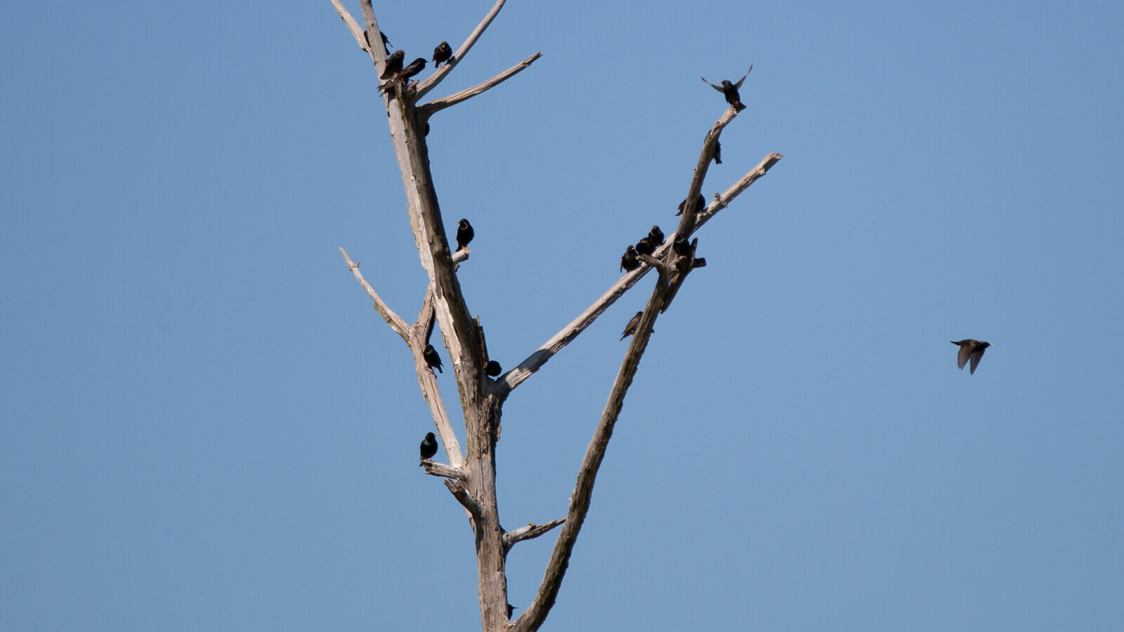European starlings landing and flying from a dead tree