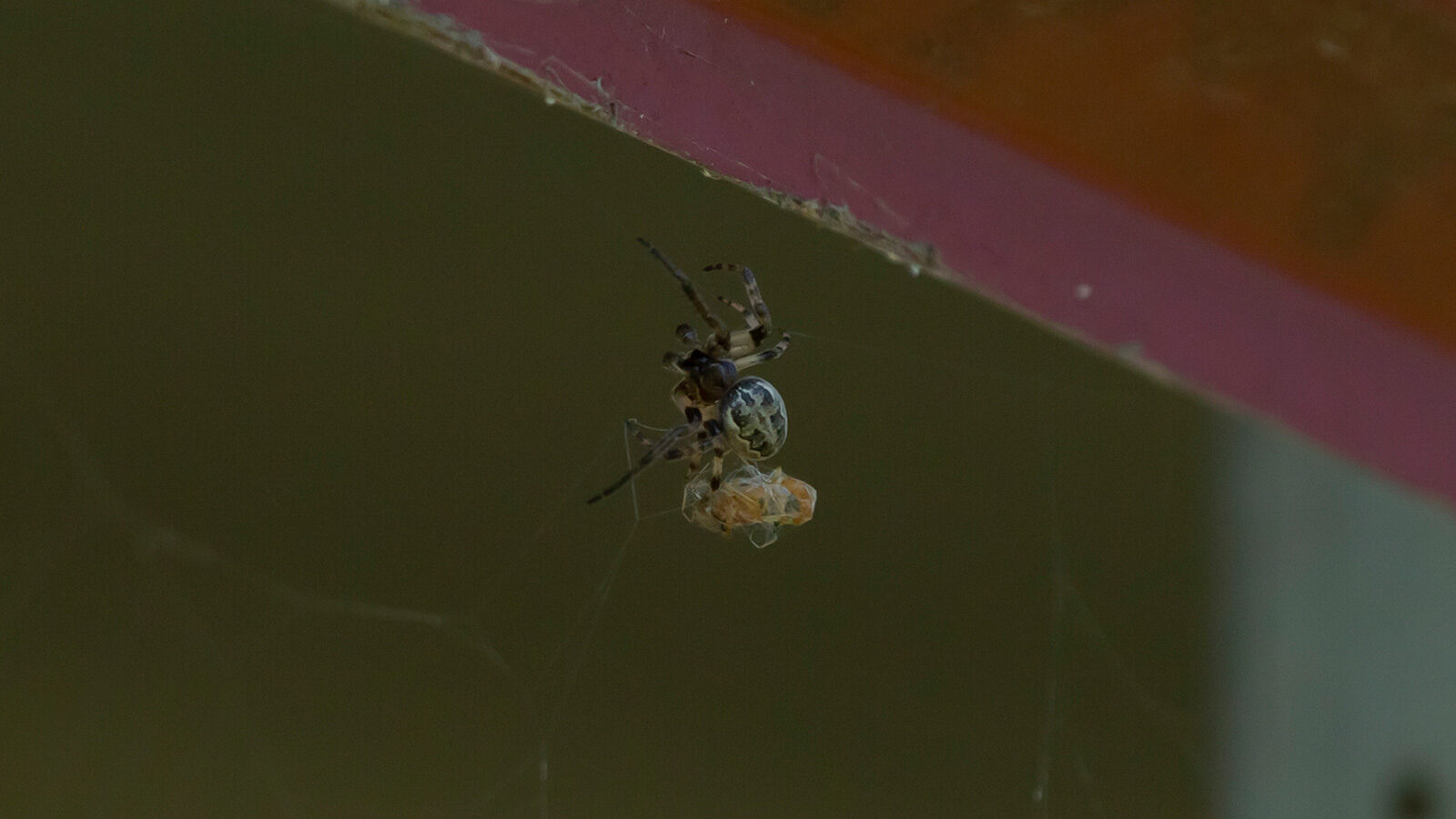 Furrowed Orb Weaver
