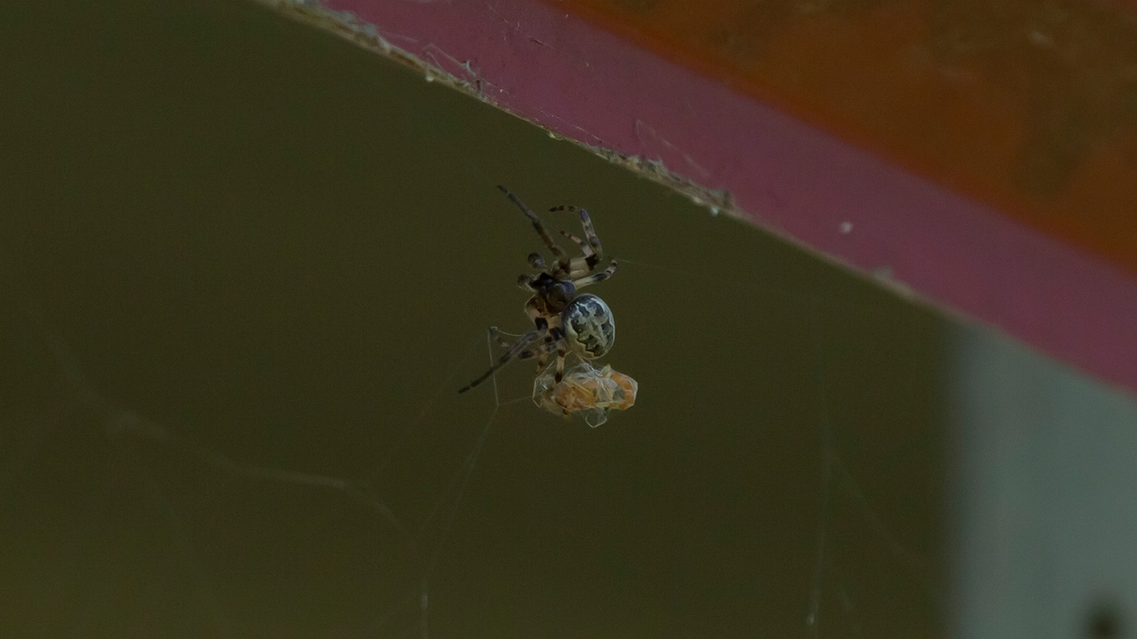 Red-Femured Orb Weaver