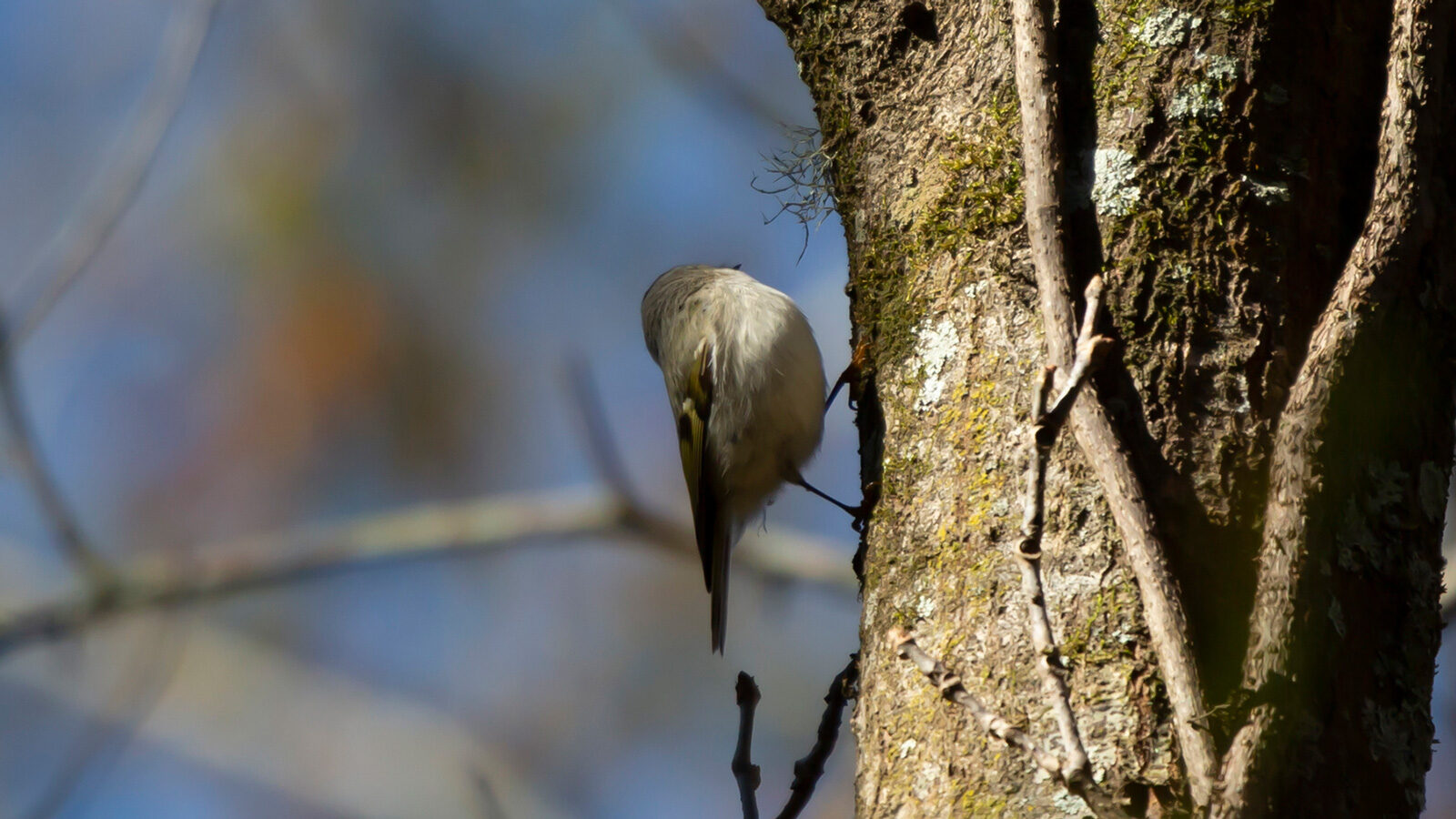 Golden-crowned kinglet foraging on a tree trunk