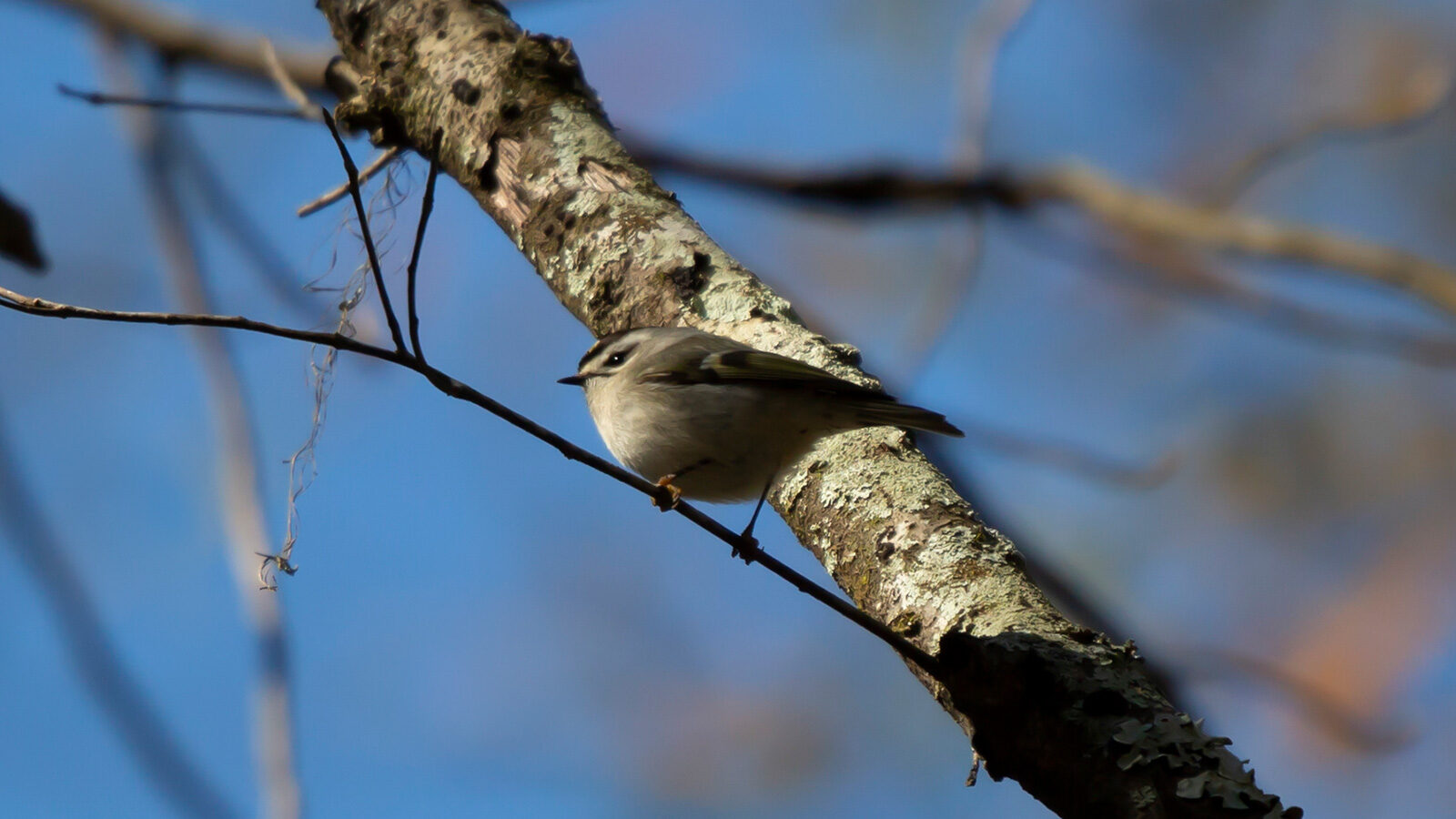 Golden-crowned kinglet perched on a twig