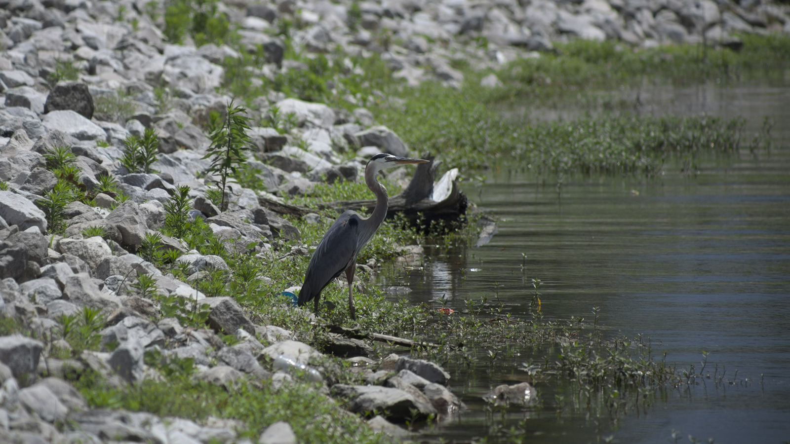 Great blue heron standing on a rocky shore