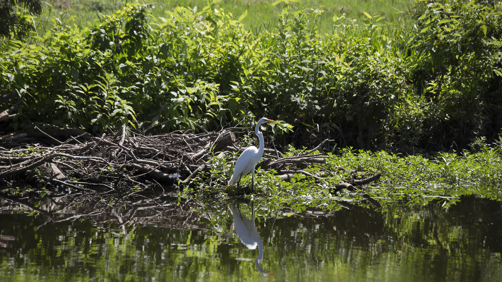 Great Egret
