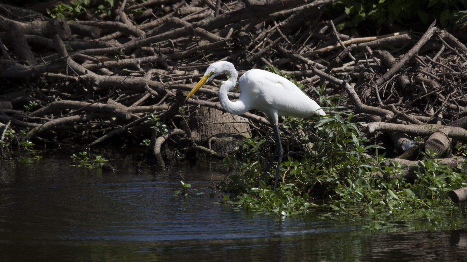 Great egret standing on shore