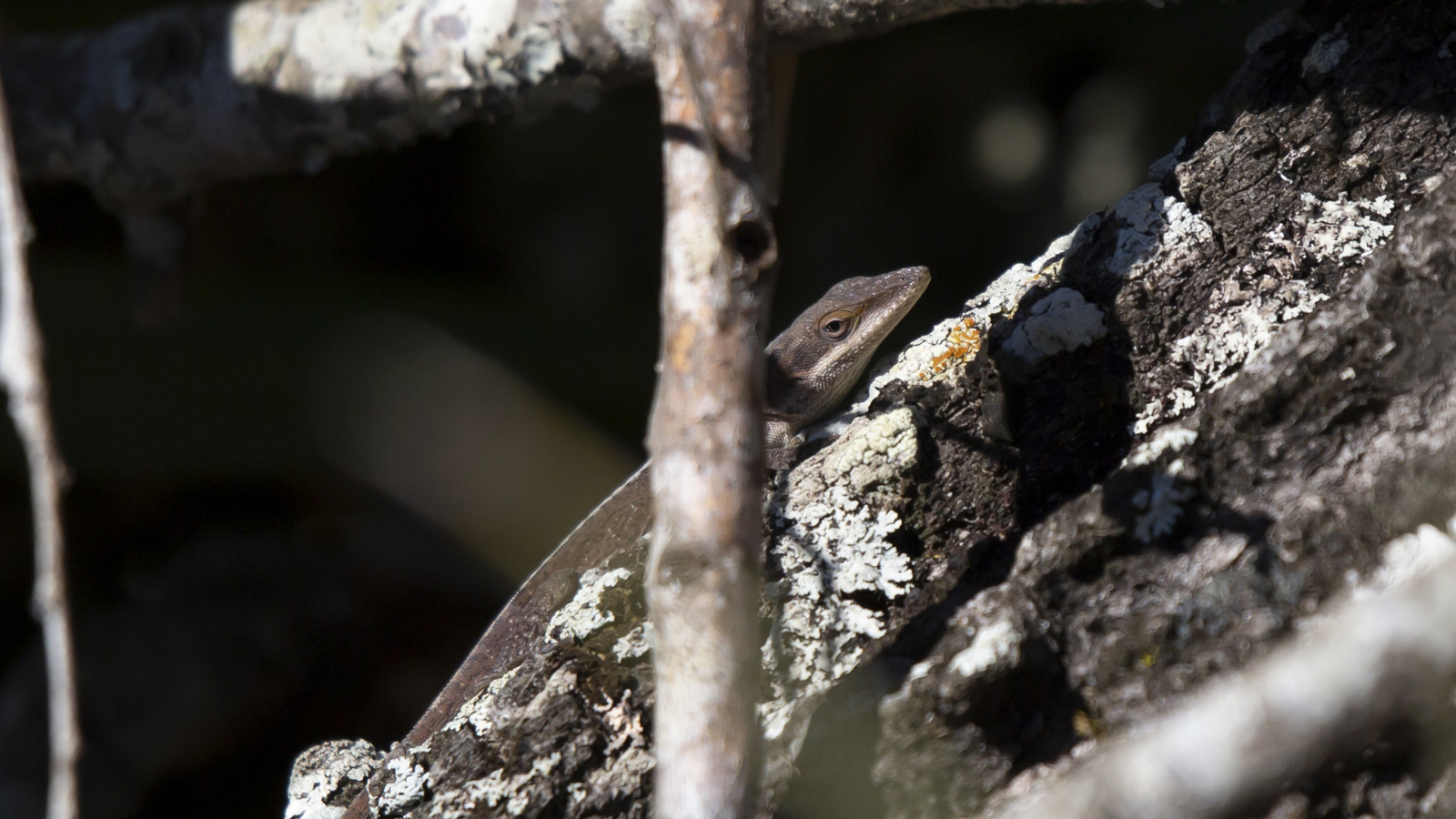 Green Anole