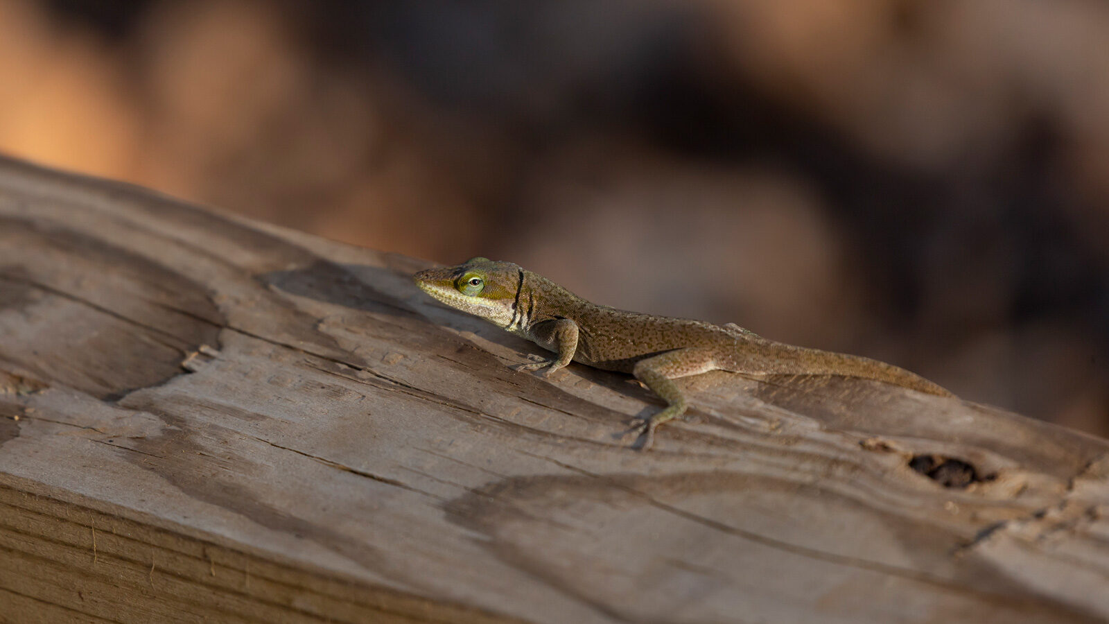 Green anole brown phase on a wooden rail