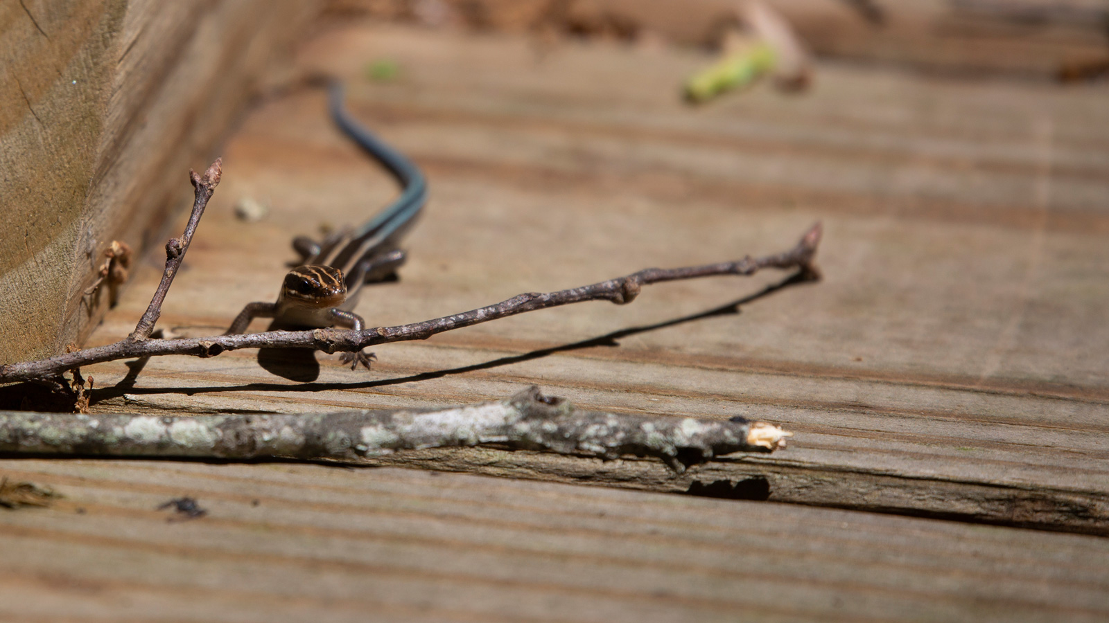 Five-lined Skink