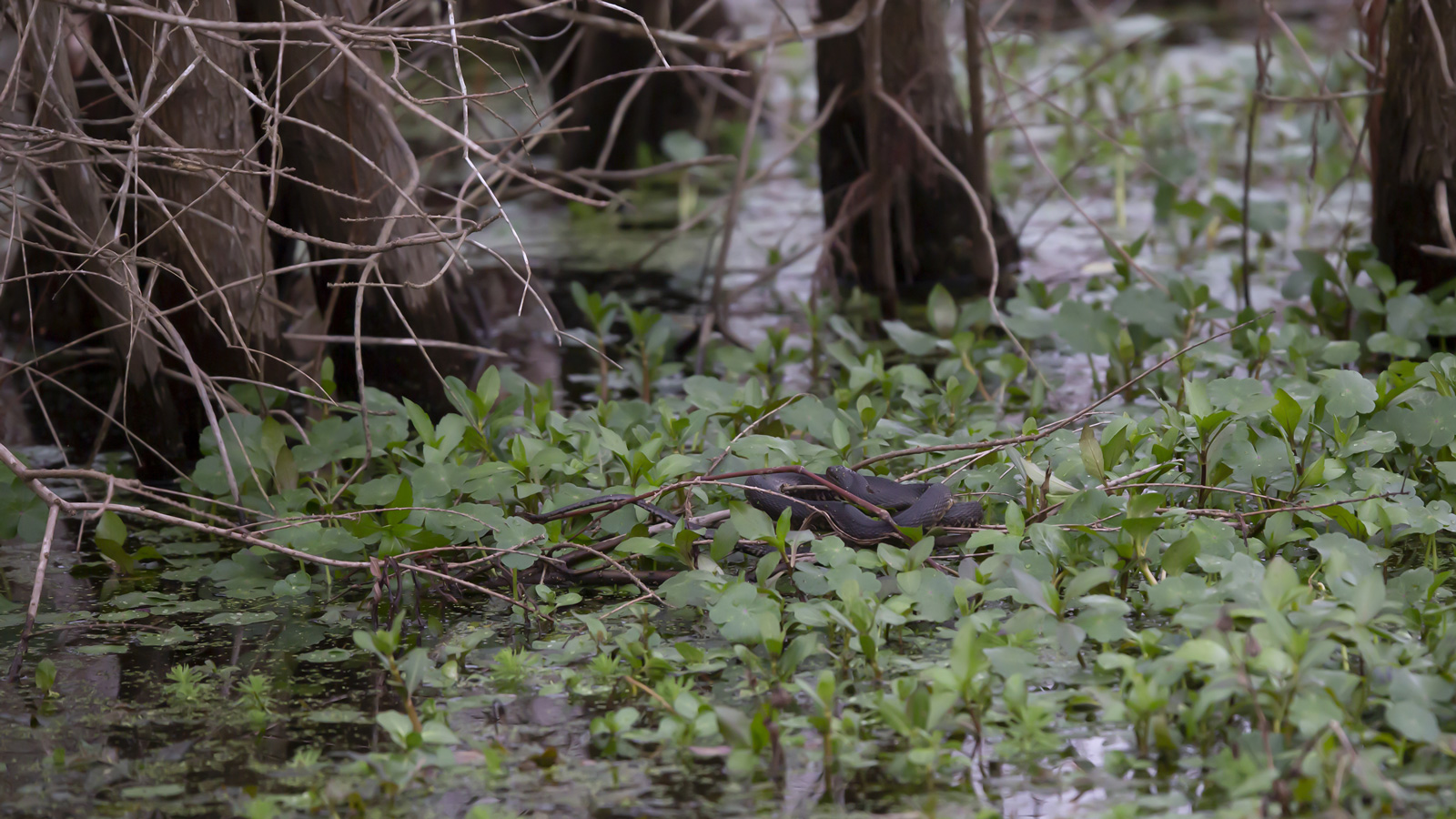 Mississippi Green Watersnake