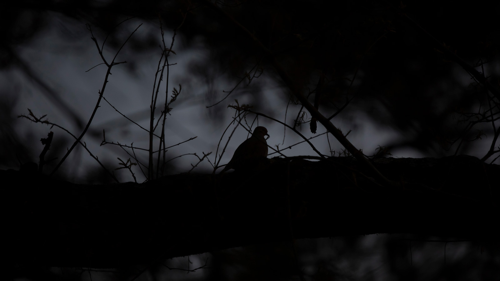 Mourning Dove