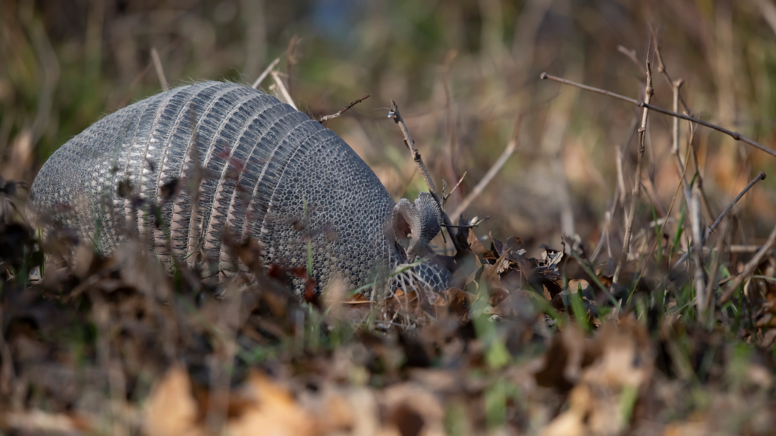 Armadillo