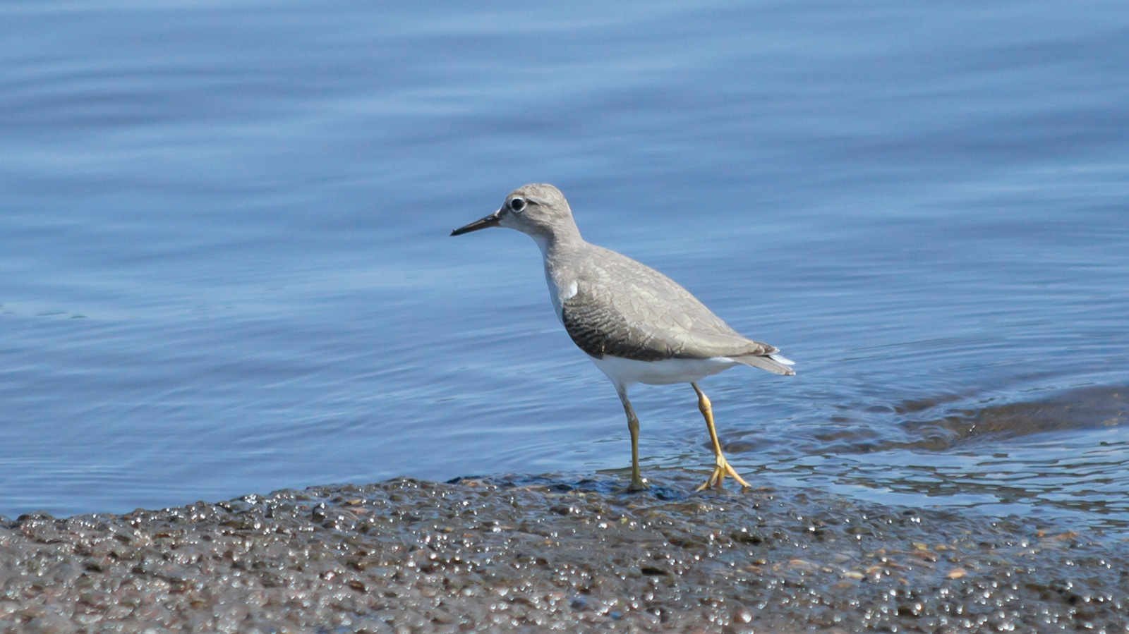 Greater Yellowlegs