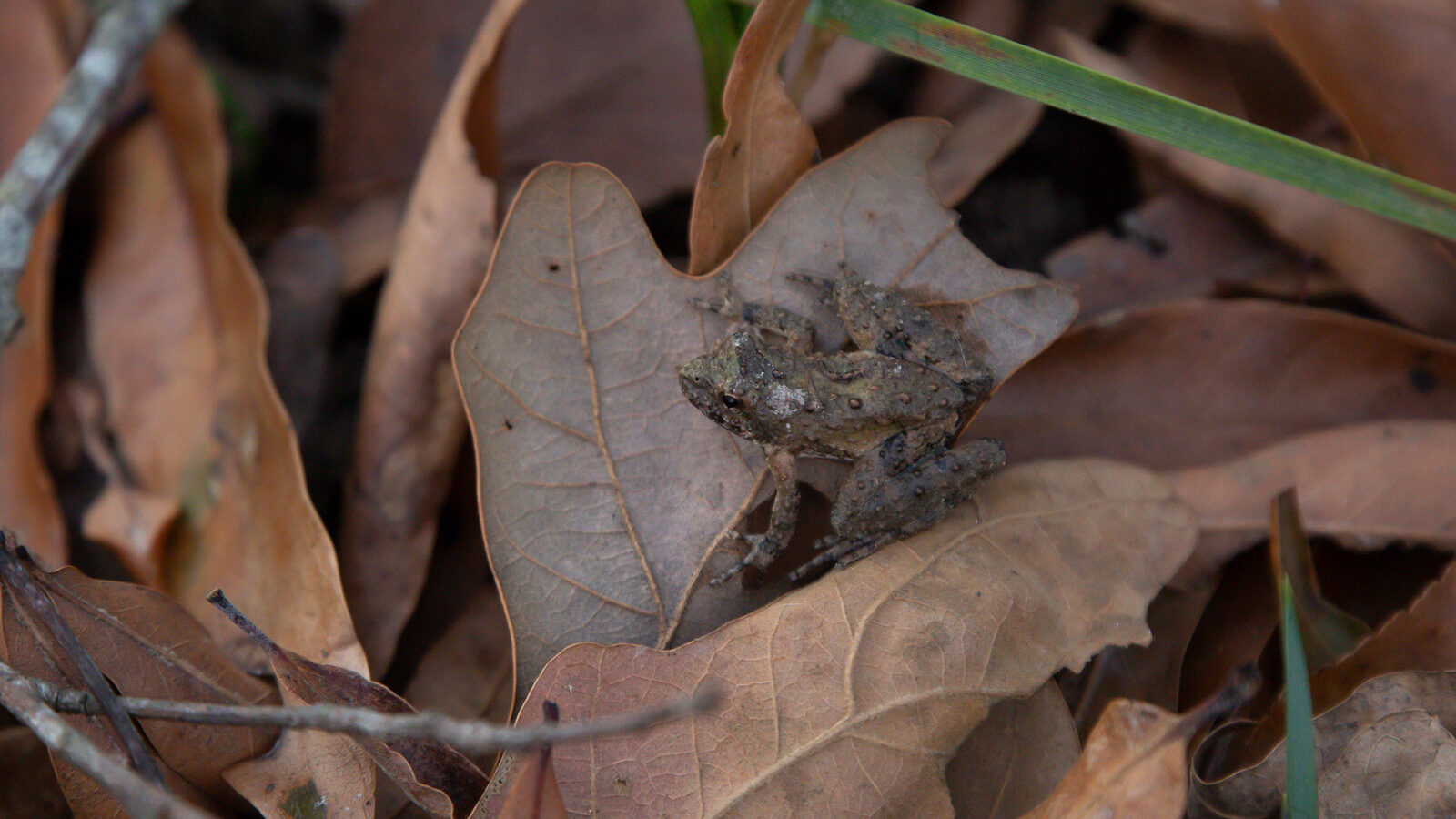 Northern cricket frog on a brown leaf