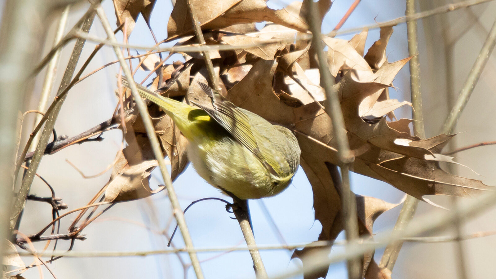 Orange-crowned warbler looking around from a branch