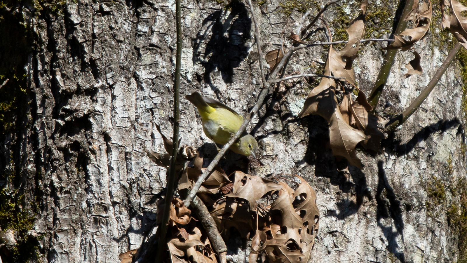 Orange-crowned Warbler