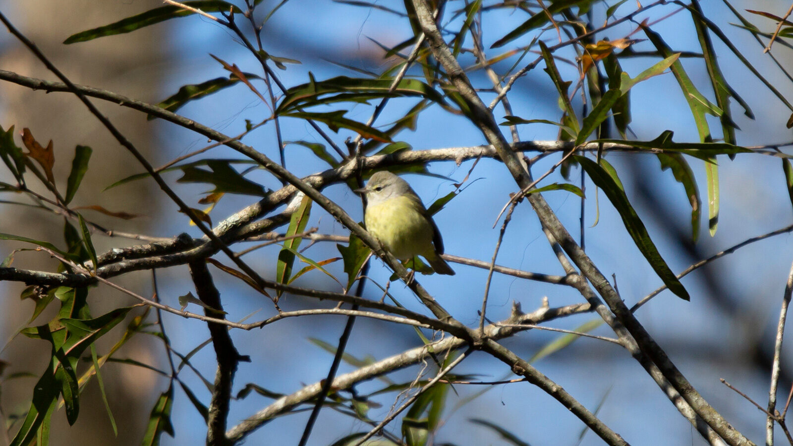 Immature orange-crowned warbler perched on a branch
