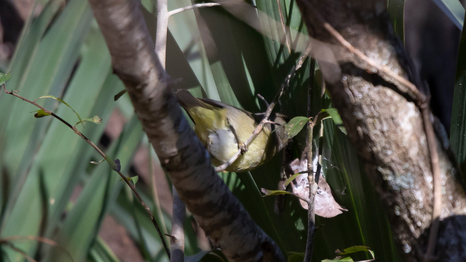 Immature orange-crowned warbler foraging in a tree
