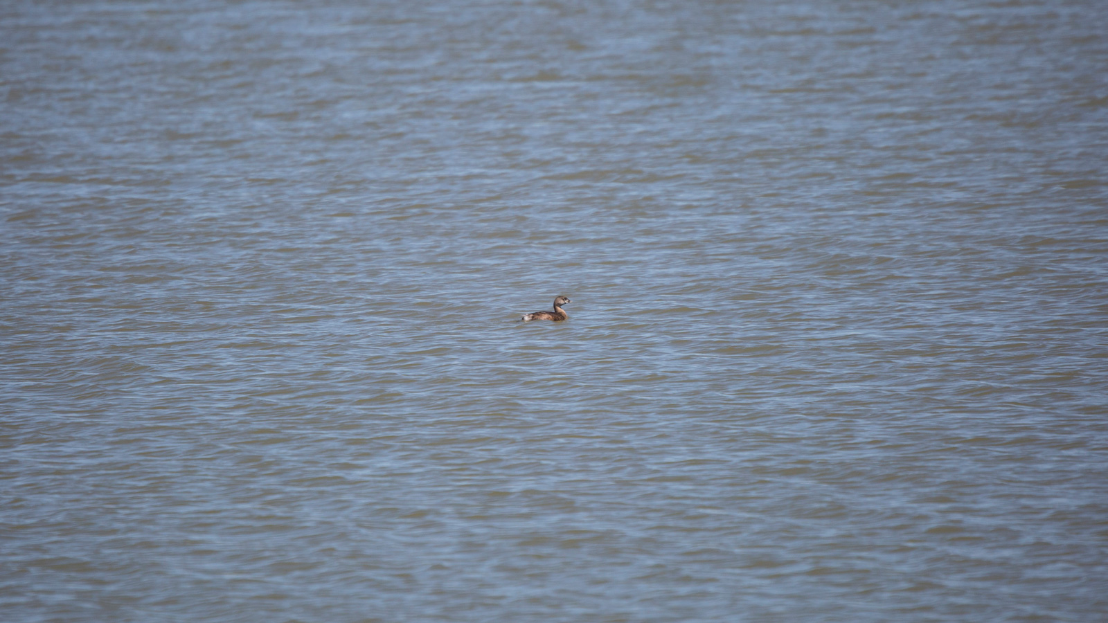 Pied-Billed Grebe