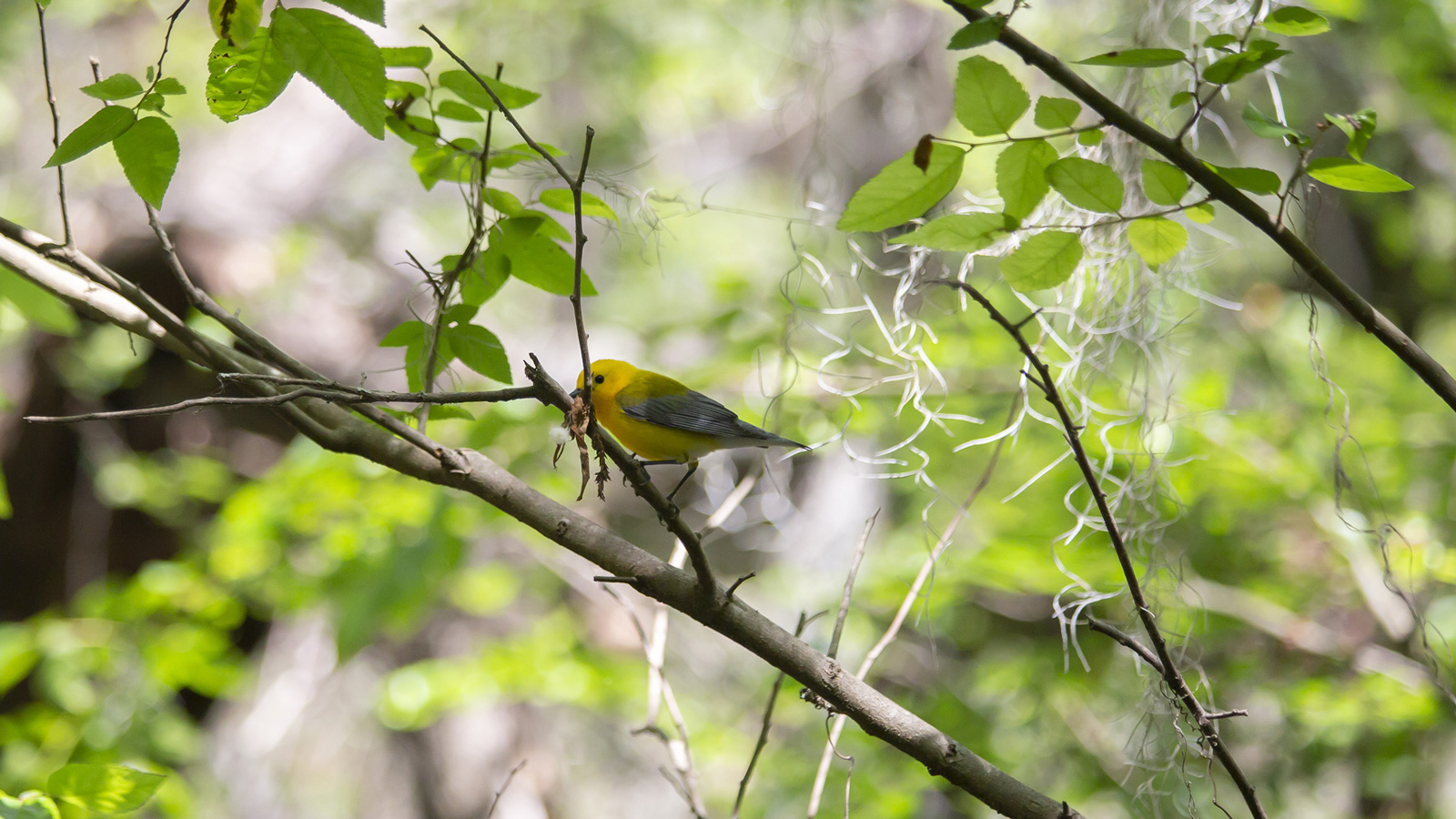 Prothonotary Warbler