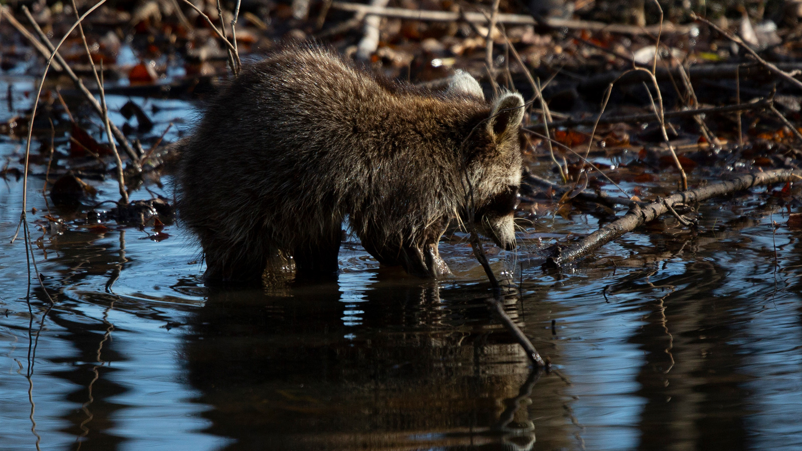 Raccoon