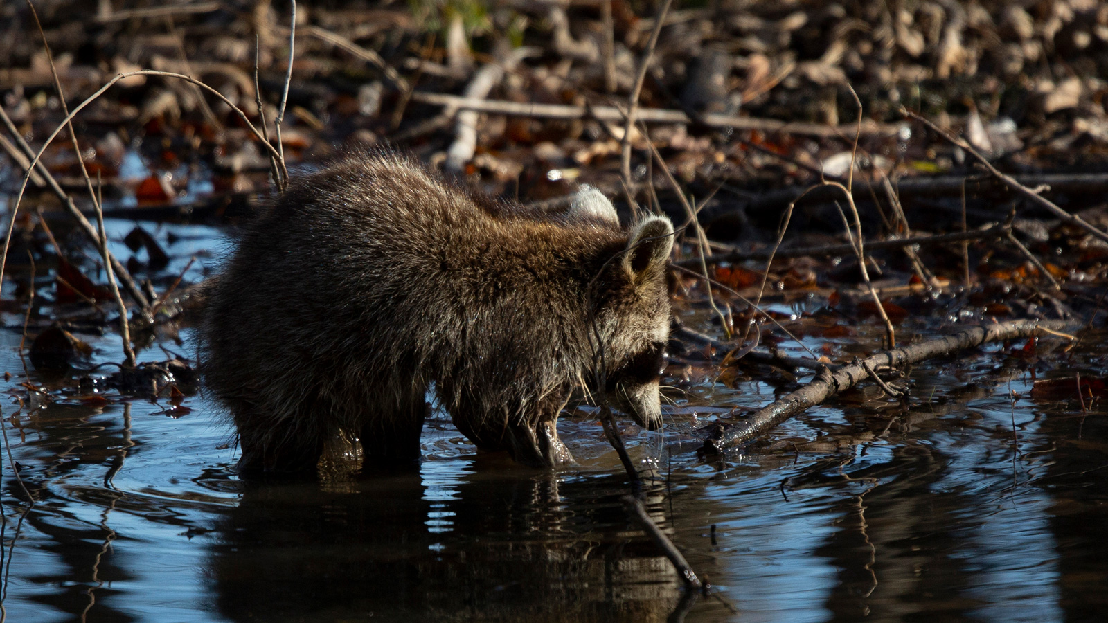 Common raccoon washing its hands in a pool