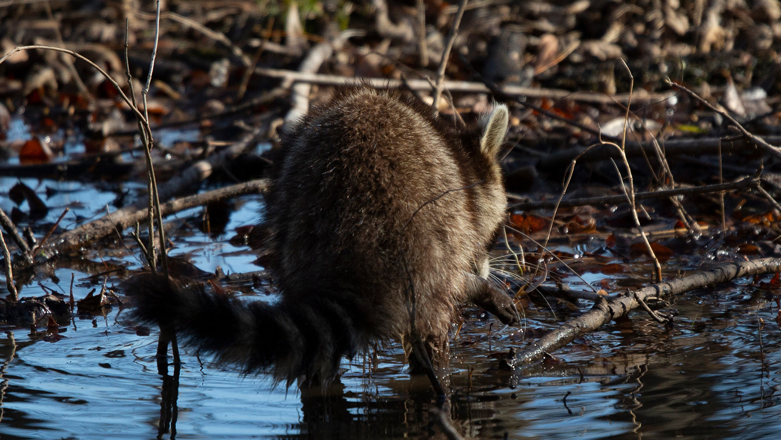 Common raccoon washing its hands in a pool
