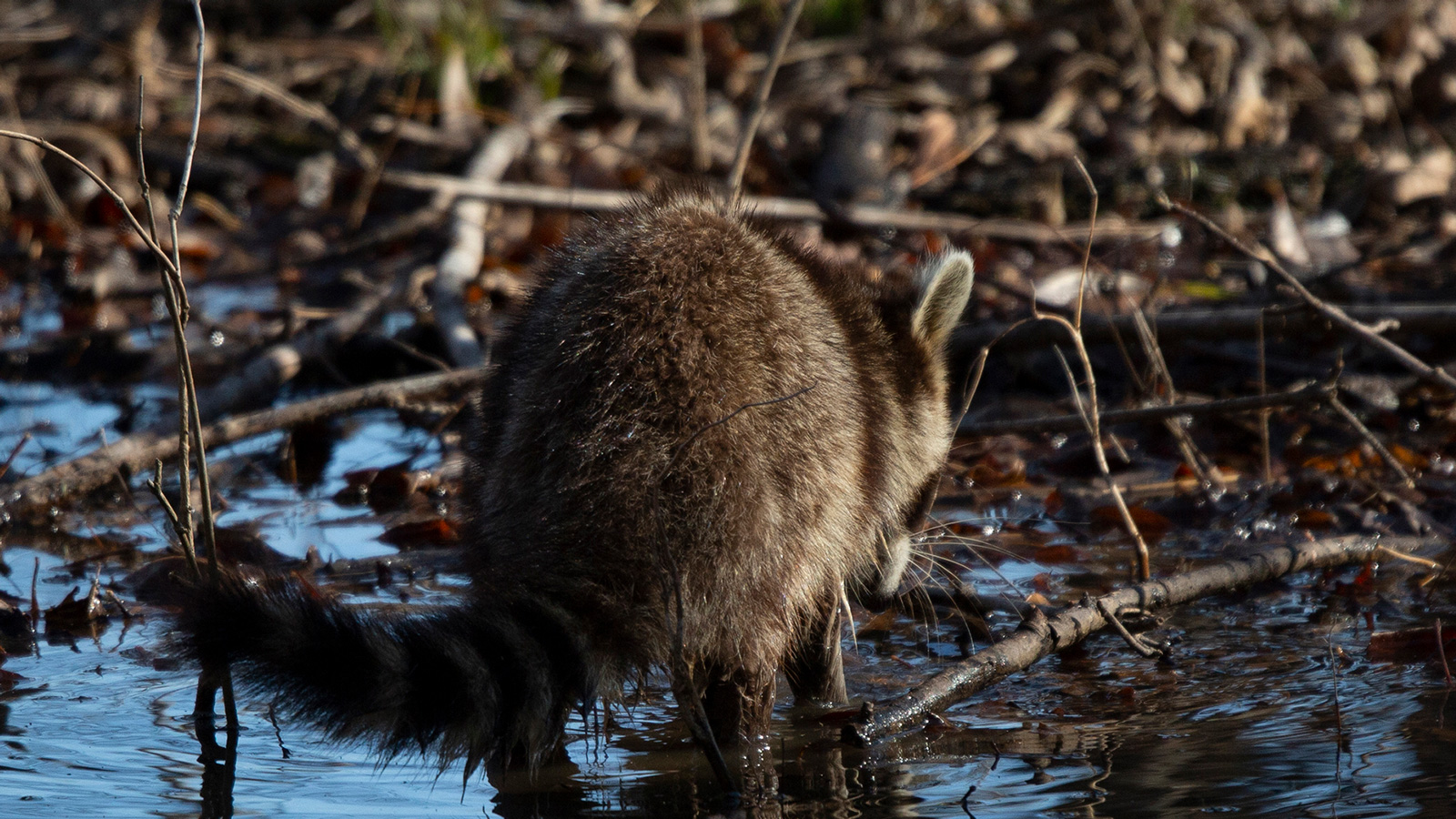 Common raccoon washing its hands in a pool