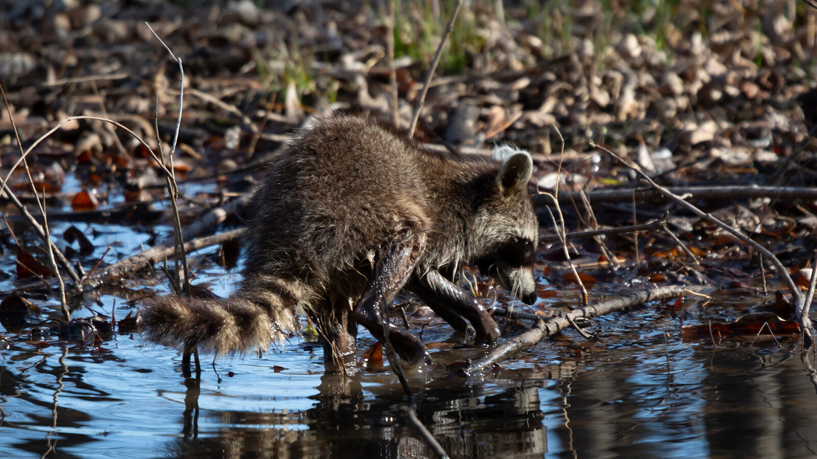 Common raccoon washing its hands in a pool