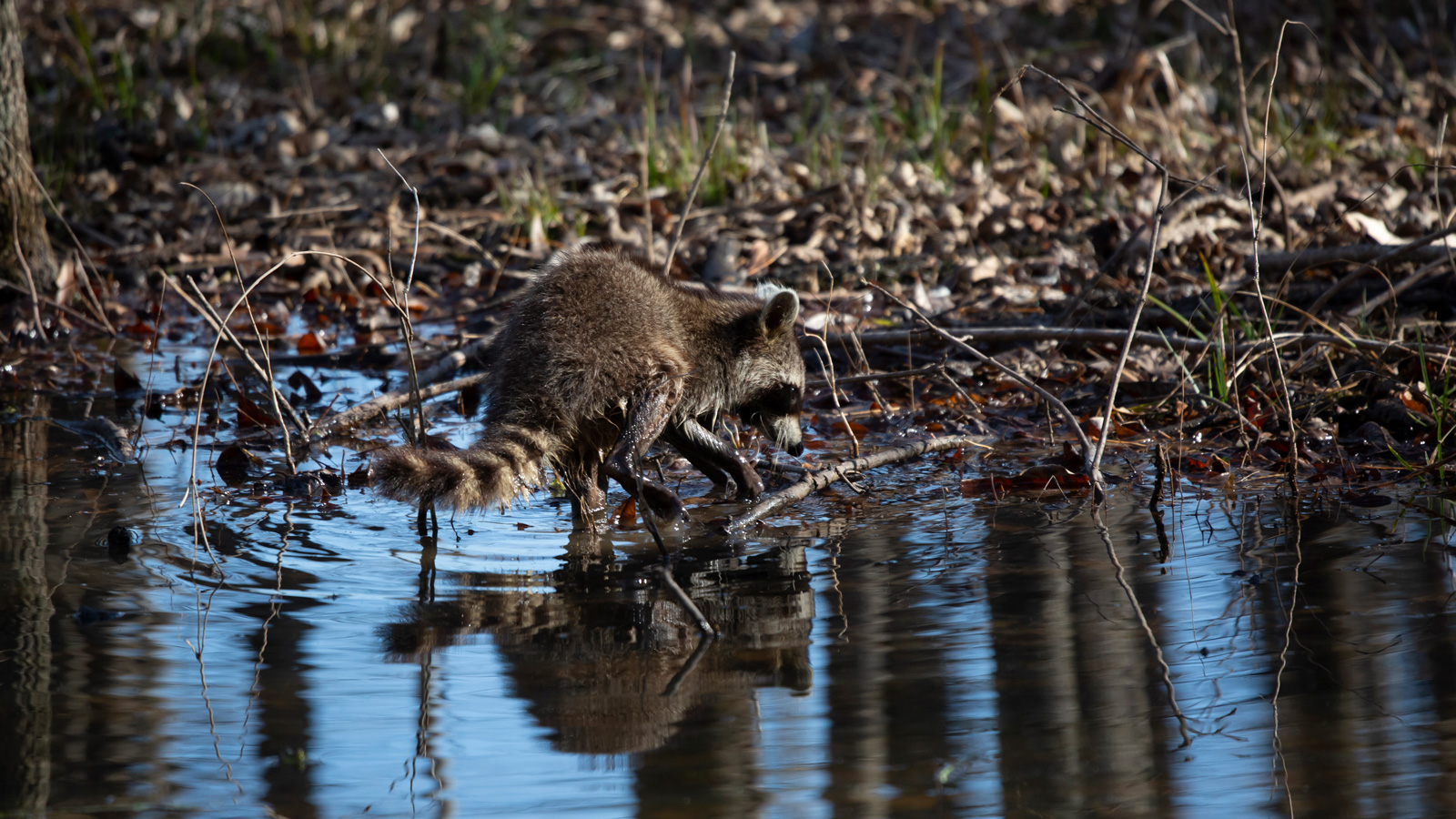 Common raccoon washing its hands in a pool
