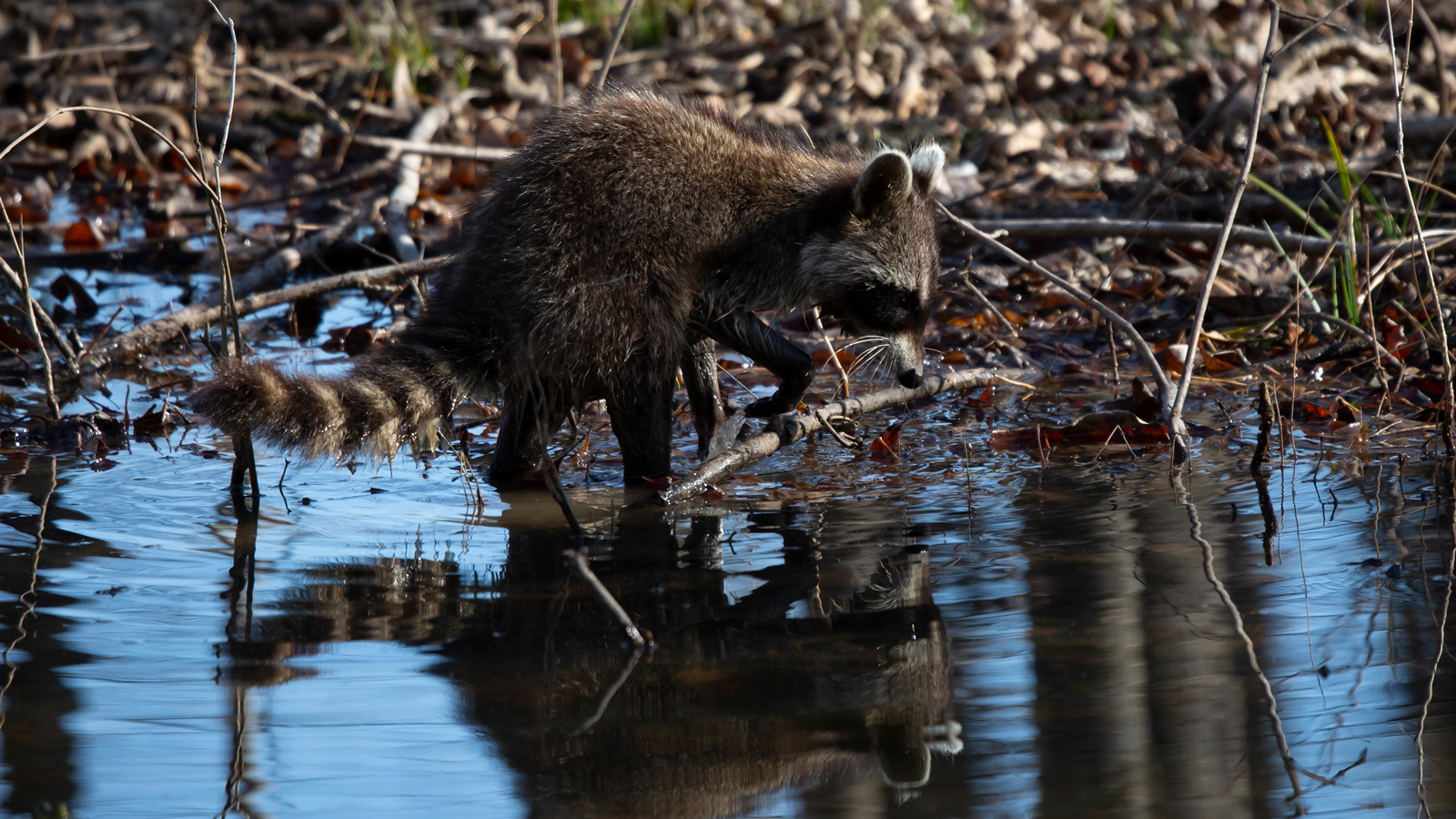 Common raccoon washing its hands in a pool