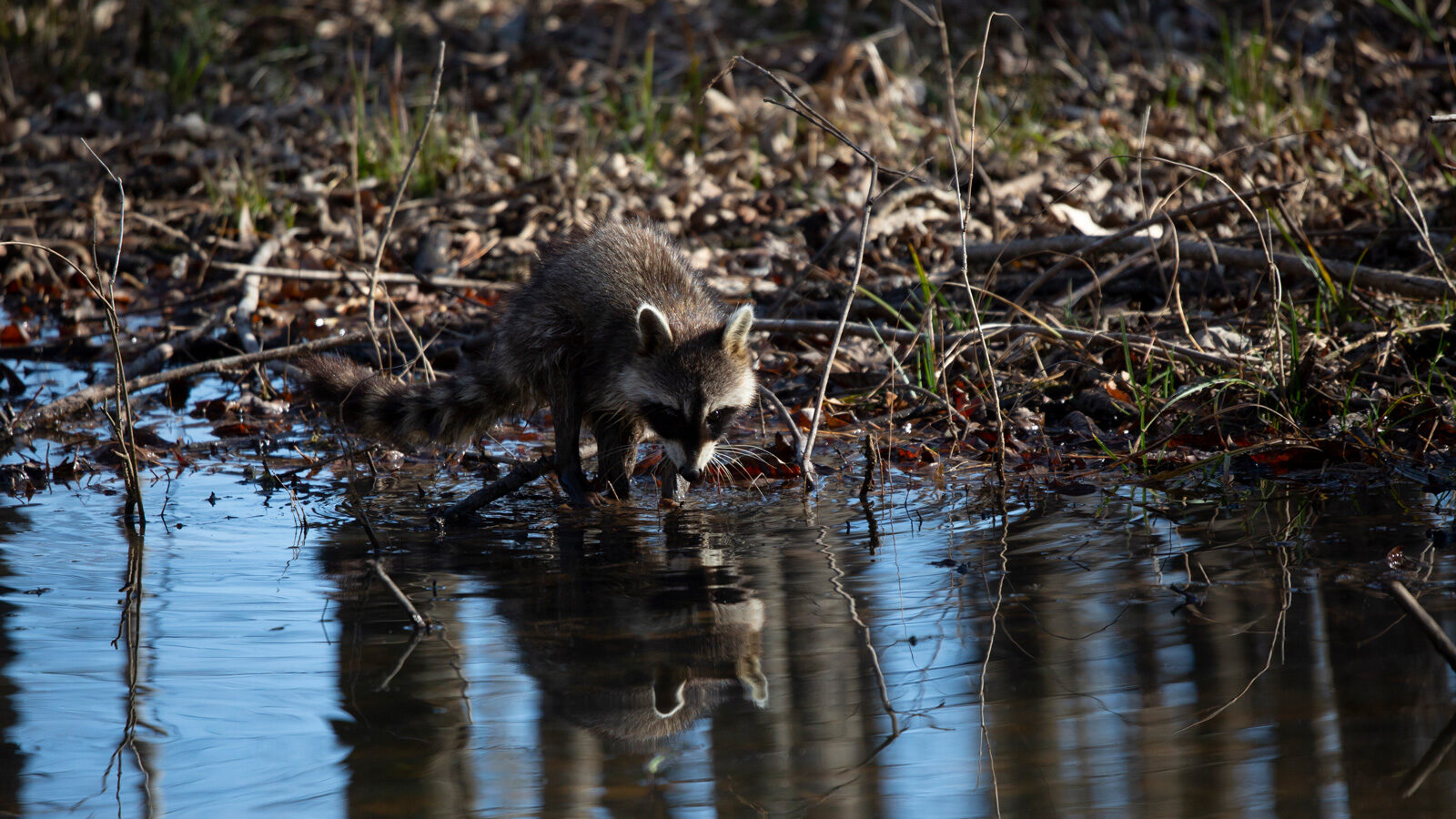 Common raccoon washing its hands in a pool