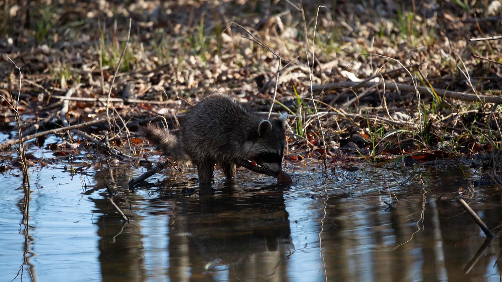 Common raccoon foraging in water