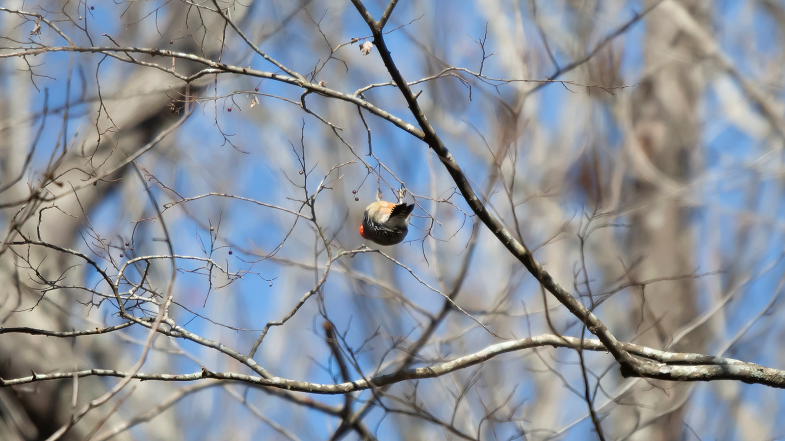 Red-bellied Woodpecker