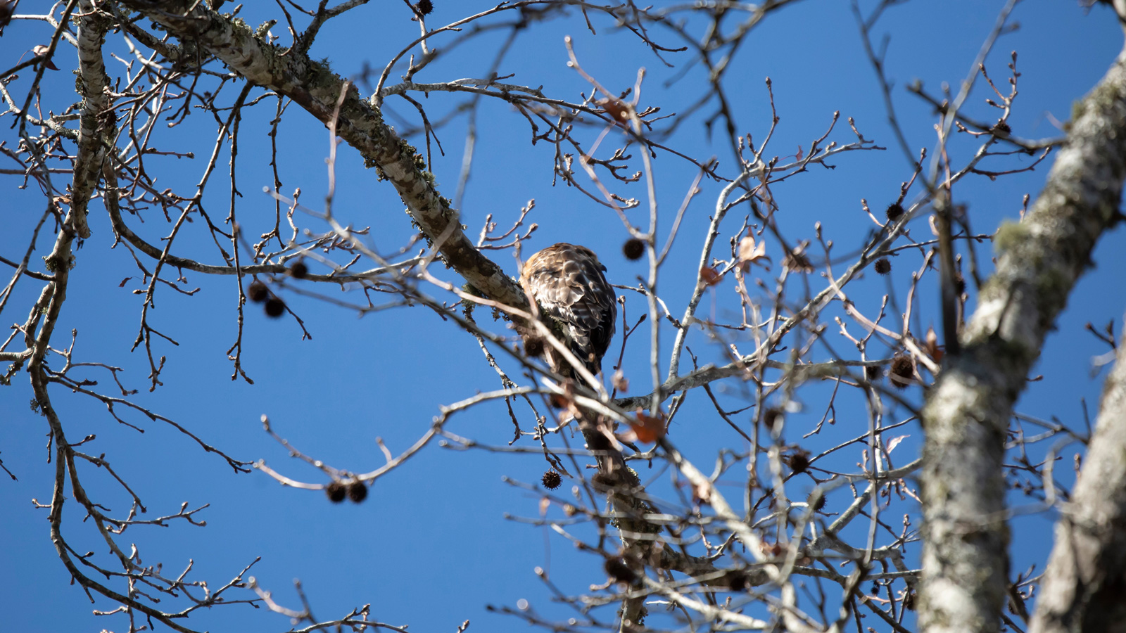 Red-Shouldered Hawk