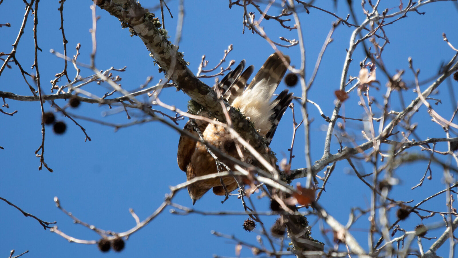 Red-shouldered hawk looking down from tree limb