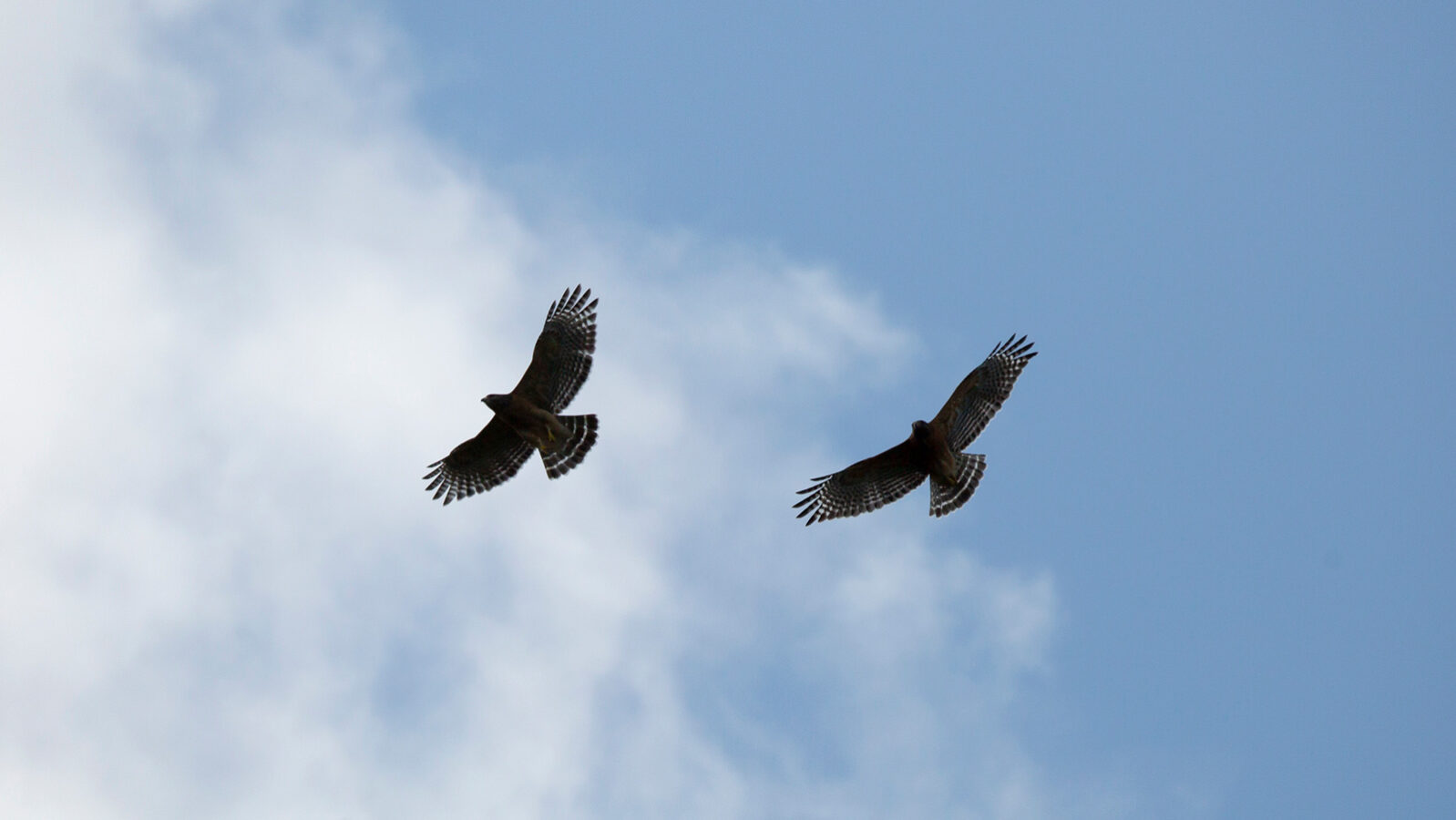 Two red-shouldered hawks soaring