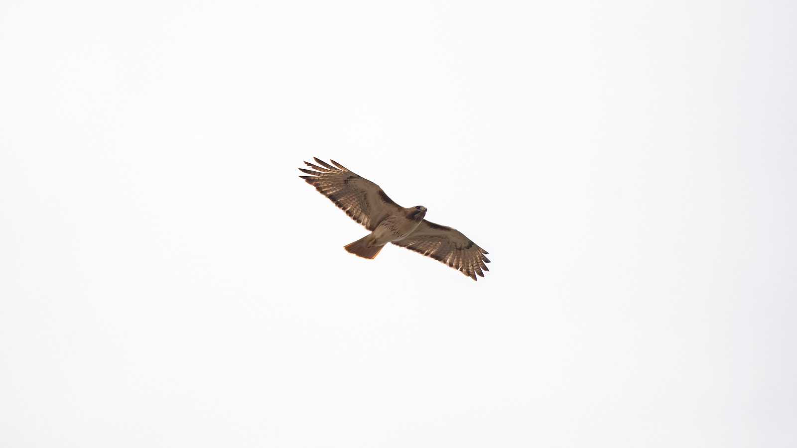 Red-Tailed Hawk