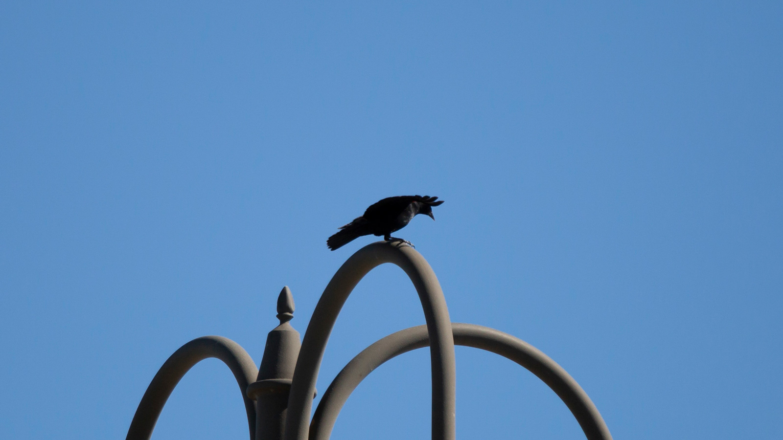 Red-Winged Blackbird