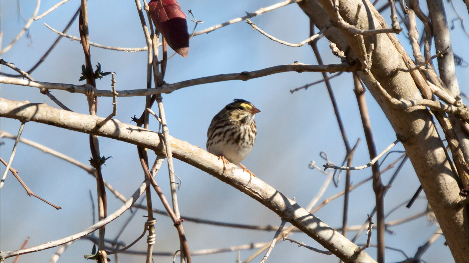 Savannah sparrow looking to the right