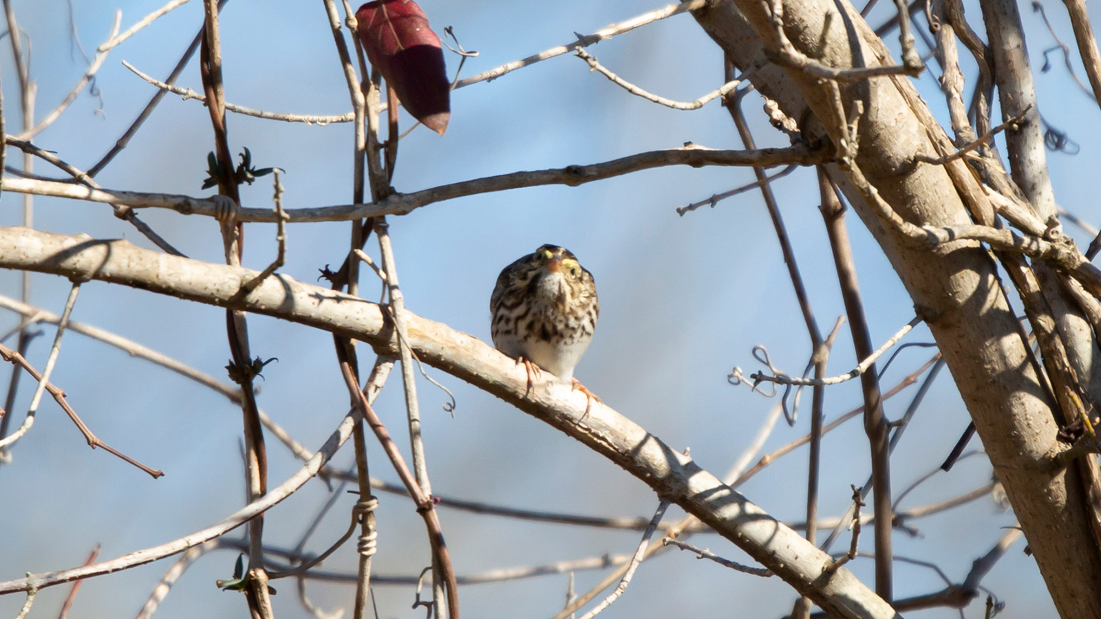 Savannah sparrow perched on a branch